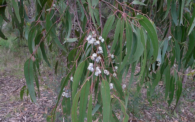 Eucalyptus globulus leaves on a branch