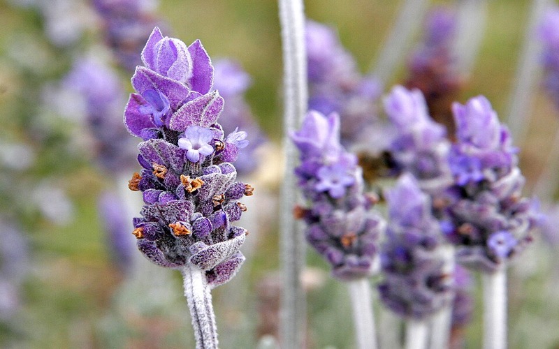 True lavender flowers